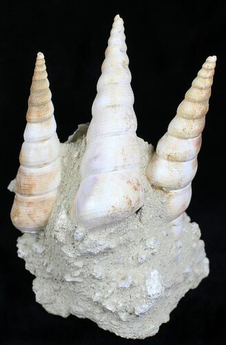 Fossil Gastropod (Haustator) Cluster - Damery, France #22198